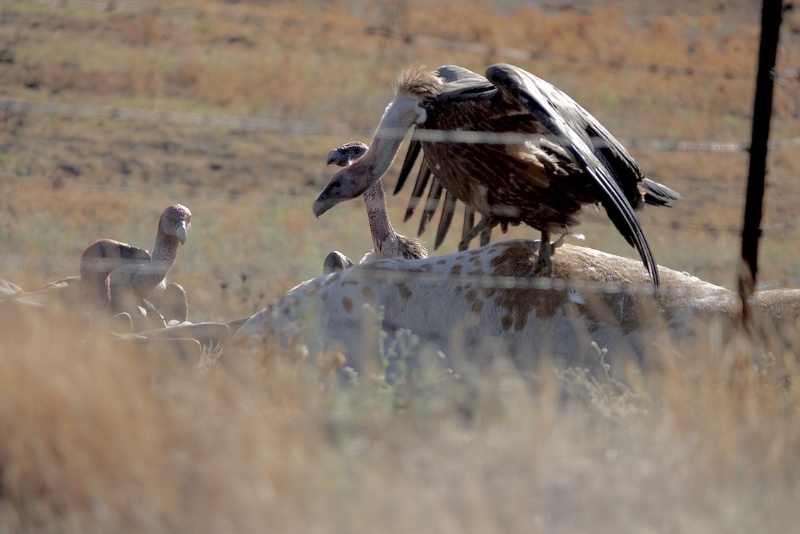 Griffon vulture